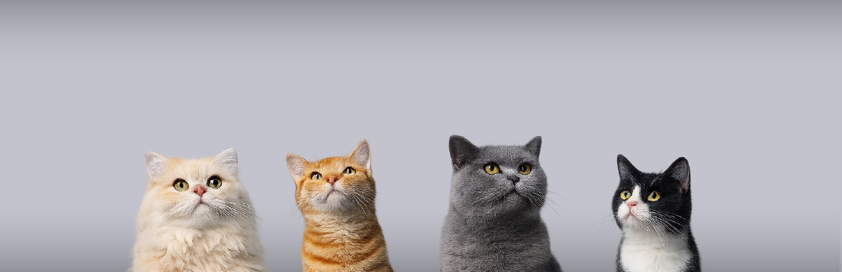 Cuánto debe comer tu gato según edad y tamaño